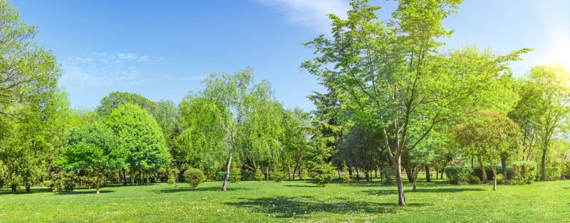 What Your Trees Can Tell You About Your Yard's Health