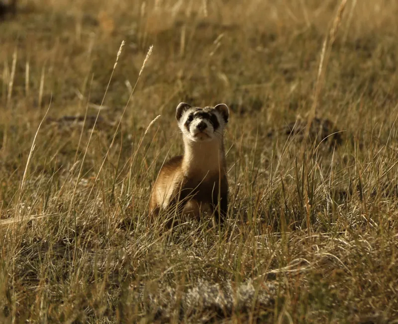No black-footed ferrets found in Meeteetse, 40 years after a rescue saved the species