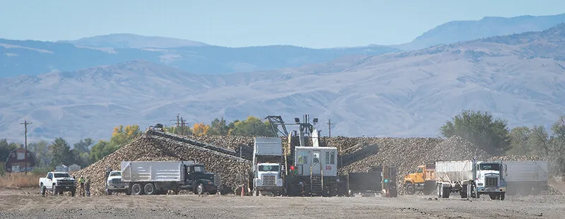 Sugar beet harvest playing catch-up