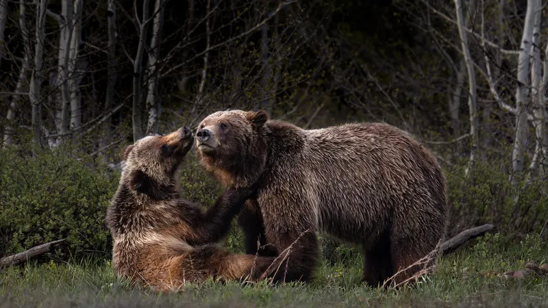 Grizzly 399 documentary '399 Forever' arrives on Amazon Prime Video on Oct. 16