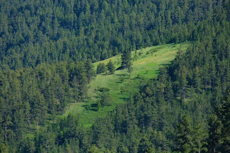 Wyoming State Forestry Division awards $347,335 to Campbell County