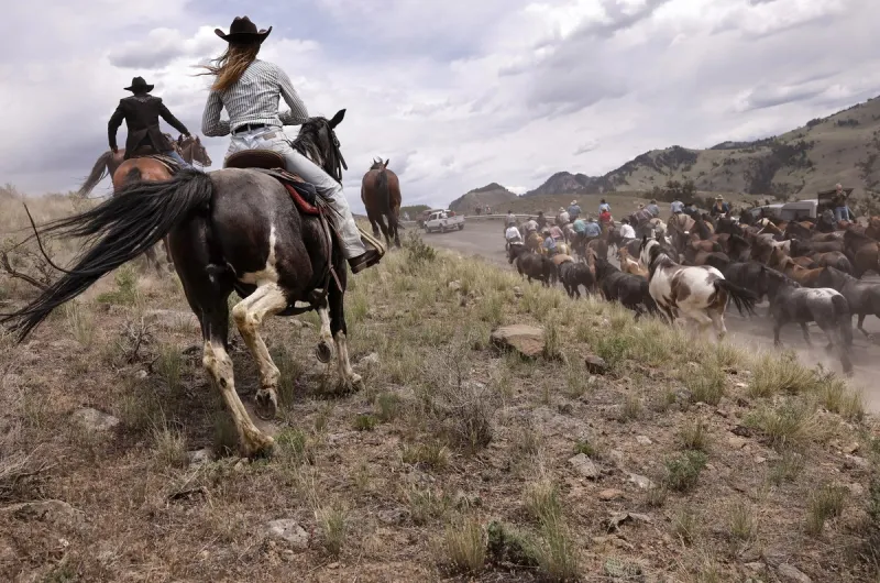 The 'Yellowstone Effect' Is Bigger Than Anyone Realized