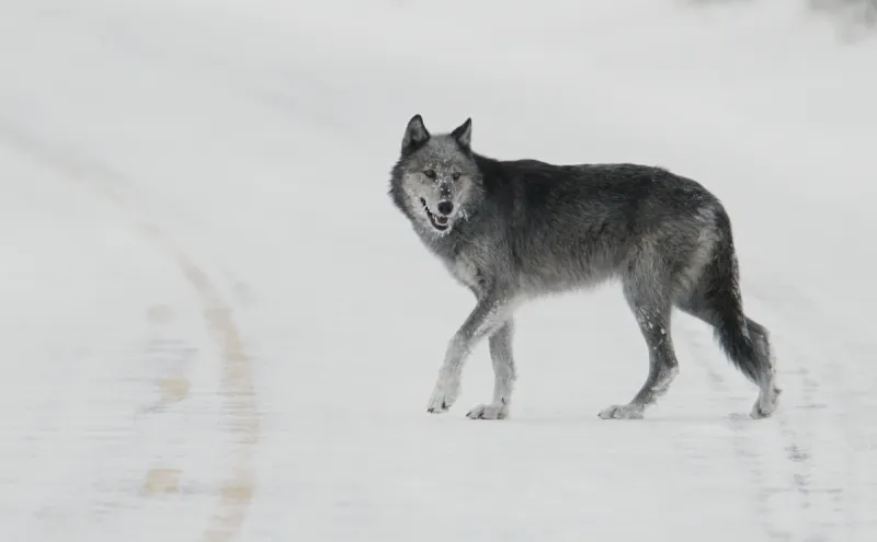 Spreading fear about wolves never goes out of style