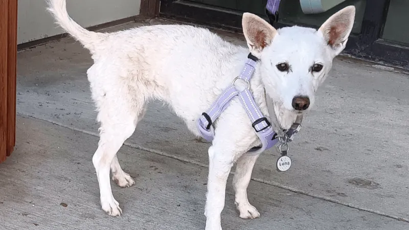 Pet dog Luna rescued from Yellowstone after 34 days in wilderness