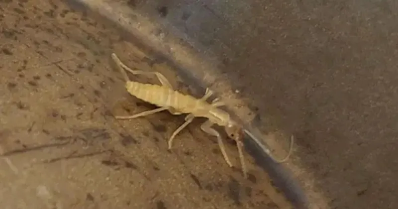 University of Wyoming student finds elusive insect in Yellowstone alpine