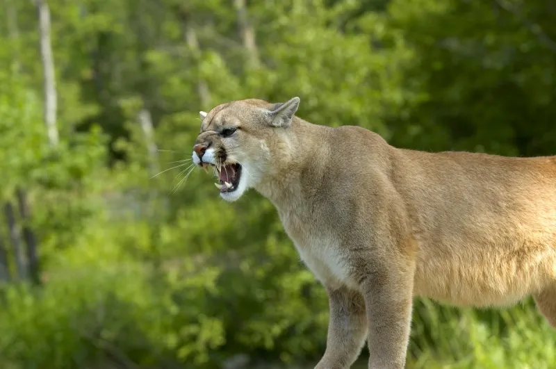 Mountain Lion Killed By Laramie County Sheriff's Office, Another Reported