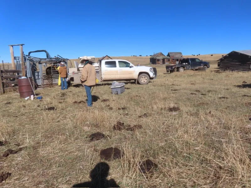 Homestead
