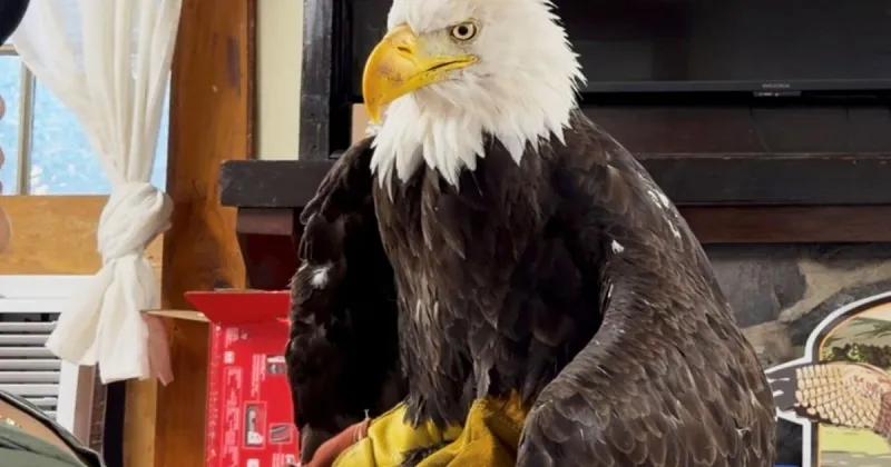 Bird flu caused the death of Jackie, a California bald eagle who captured hearts