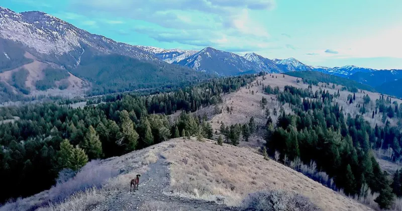 Wyoming wildlife managers want to nix the Roadless Rule. Hunters and anglers want to keep it.