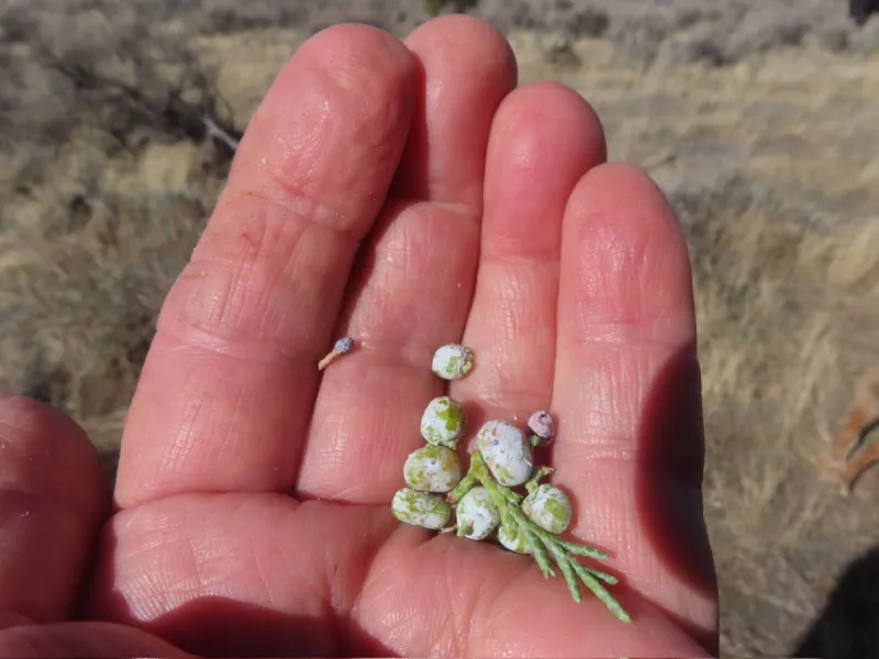 Juniper War