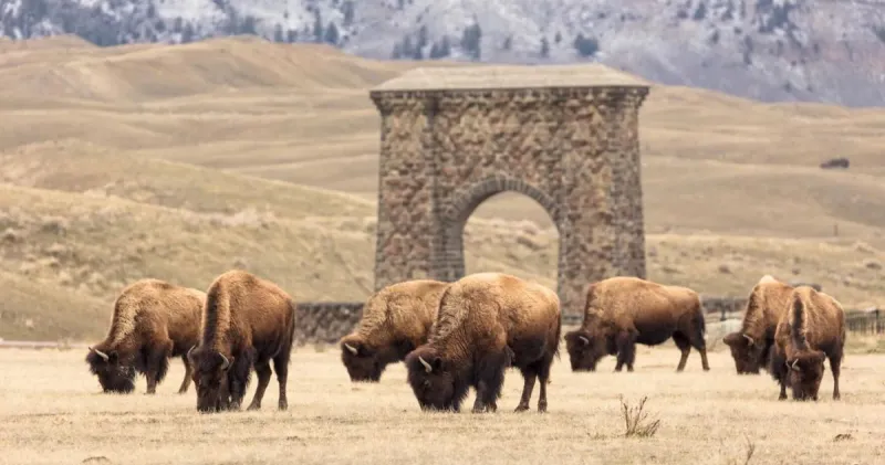 Yellowstone receives record $105 million gift for infrastructure, conservation, access